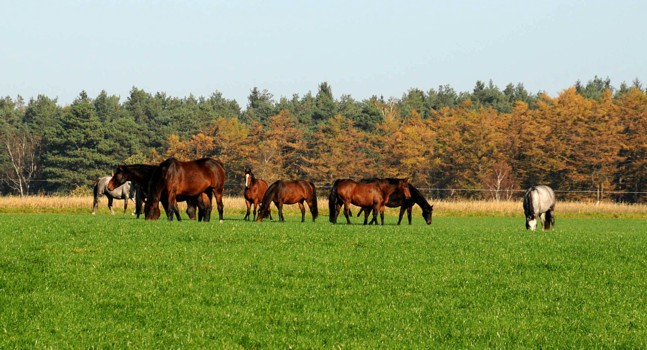 Zuchtstuten auf der Weide